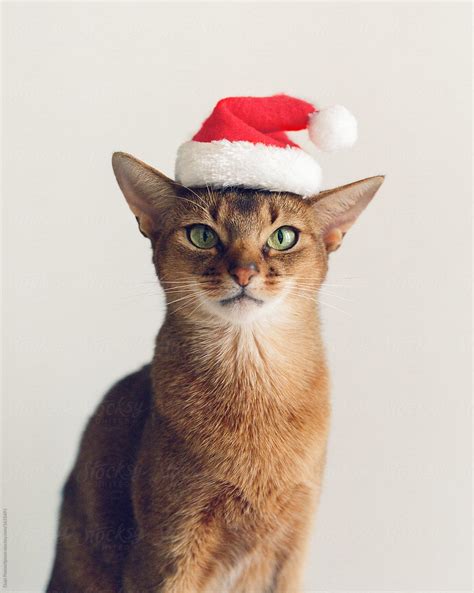 Adorable Cat In Christmas Hat By Stocksy Contributor Duet