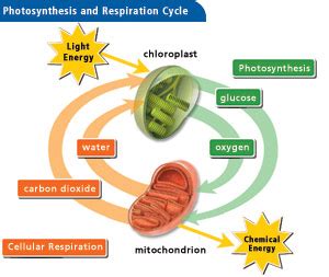 Plant cells resemble other eukaryotic cells in many ways. Waste Disposal - Angiosperms