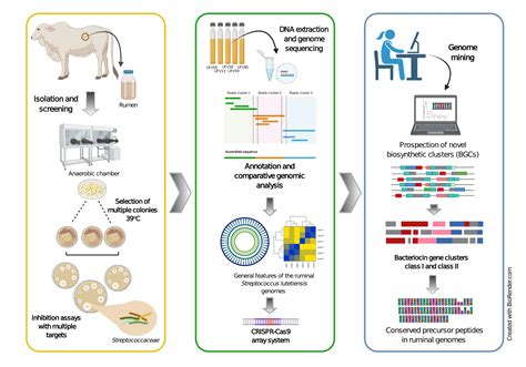 Microorganisms Free Full Text Whole Genome Sequencing And