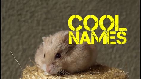 Roman names for boys starting with j. male Hamster names beginning with s - YouTube - YouTube
