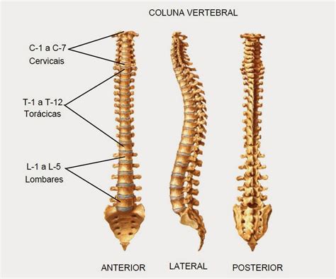 Anatomia Ossos