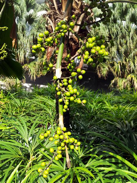 Palm Tree Seeds Free Stock Photo - Public Domain Pictures