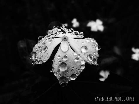 Water Droplets White Photography White Flowers Crown Jewelry Brooch