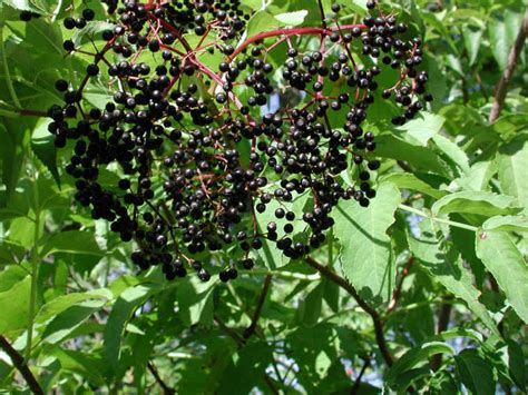 Elderberry American Black Or Common Sambucus Canadensis L 27