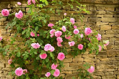 How To Prune Climbing Roses Horticulture Magazine