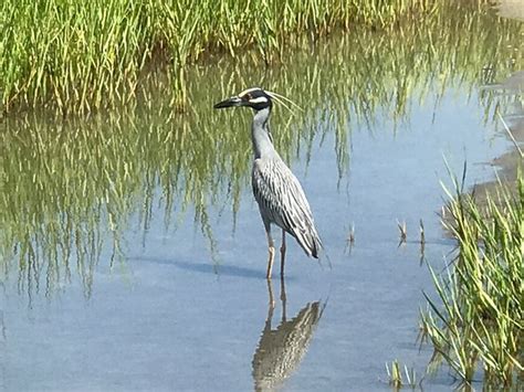 Secluded spot popular for beachcombing and wildlife observation, with restrooms, outdoor. Mitchelville Beach Park (Hilton Head) - All You Need to ...