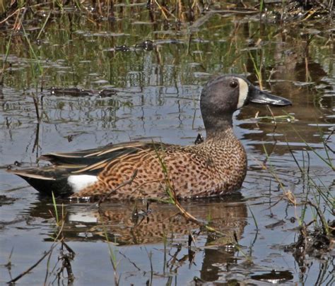 Pictures And Information On Blue Winged Teal