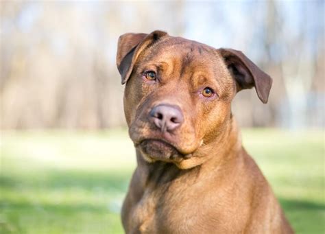 The Pitbull Lab Mix Complete Owner Guide Animal Corner