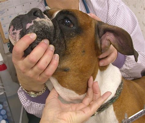 Enlarged Lymph Nodes In Dogs And Cats A Swelling Not To Be Ignored