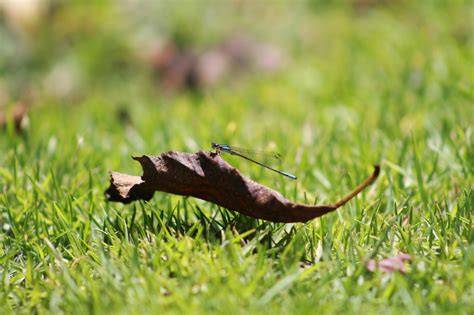 Free Images Nature Grass Lawn Meadow Leaf Wildlife Green