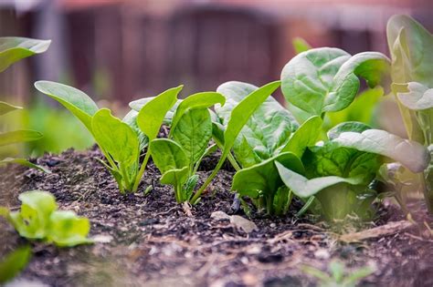 Yuk Kenalan Dengan Jenis Jenis Sayuran Organik Pak Tani Digital