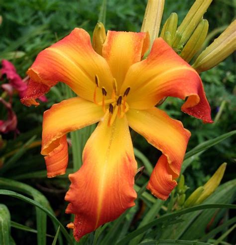 Photo Of Daylily Hemerocallis A Bloom With A View Uploaded By