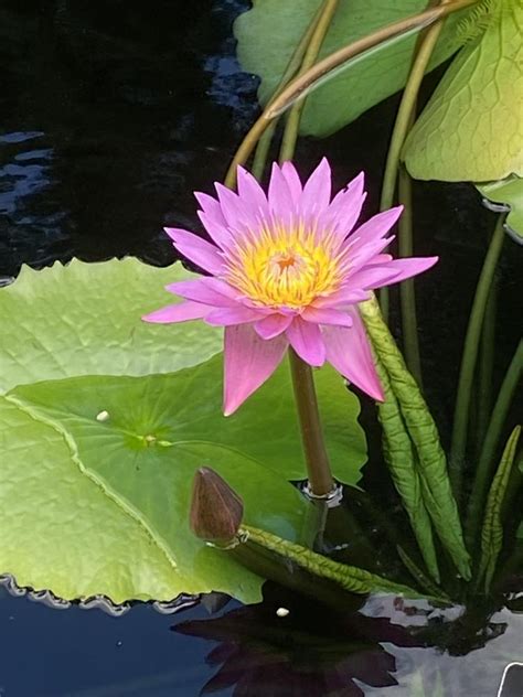 Tropical Day Blooming Water Lily Nymphaea Shirley Bryne In The