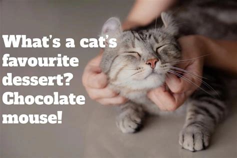 Cat Puns Funny Cat Jokes Cat Puns Funny Jokes Memes