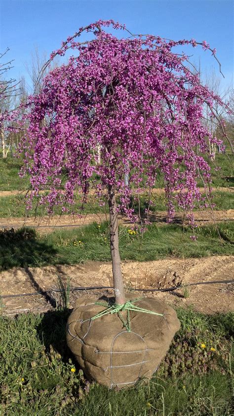 Redbud Weeping Covey Florida Trees Landscaping Trees Garden Shrubs