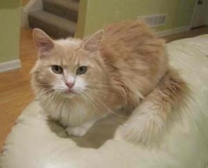 The maine coon is a large domesticated cat breed. Pin on Everything else