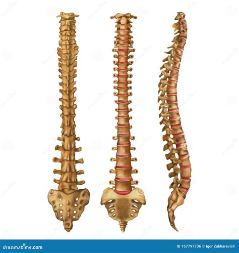 The Human Spine Vertebral Column Backbone Anterior Posterior
