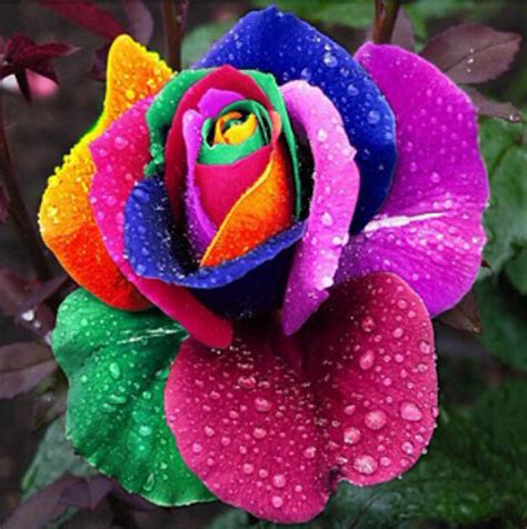 You can find any flower seeds at swellfly.com. Top Selling 200pcs Holland Rainbow Rose Flower Seeds Home ...