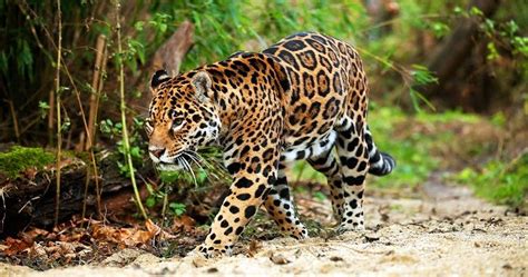 Jaguar Todo Sobre El Animal Salvaje Hábitat Y Características