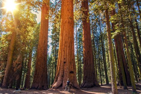 Sequoia A Maior árvore Do Mundo Invivo 2022