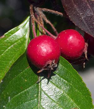 It is a breed of alien plants cultivated by the black arms. Whitebeam | Woodlands.co.uk