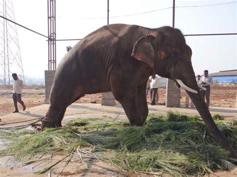 PETA: Indian elephant still being abused