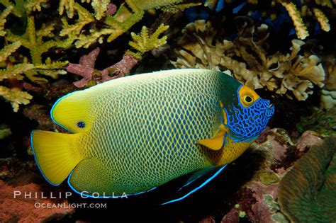 Blue Face Angelfish Pomacanthus Xanthometopon 09456