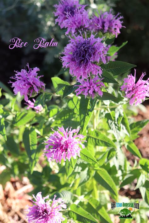 Your plants and trees may however not ship with flowers on them, like the photographs. URBAN HOMESTEAD FARM* SUSTAINABLE GARDEN *RABBITS FOR SALE ...