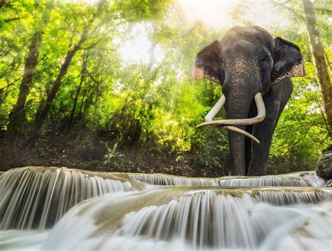 Wallpaper Elephants Water Animals
