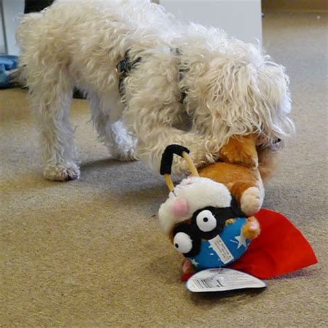 Stunt Pilots Sling Shot Dog Toys Chicken and Squirrel 2 ...