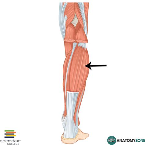 GSU Muscles Of The Leg And Foot Flashcards Easy Notecards