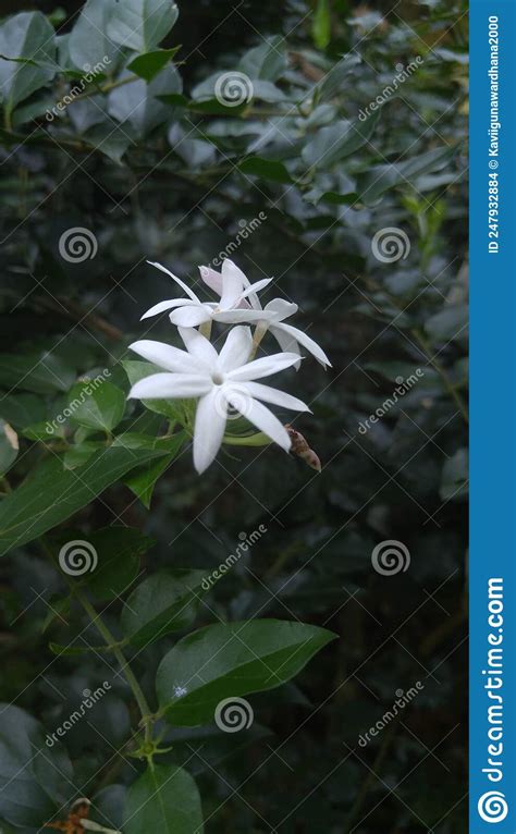 Beautiful White Jasmine Flowers And Green Leaves In Forset Stock Photo