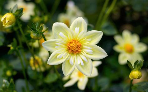 White Flower