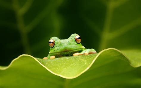 Cute Frog Hd Wallpaper