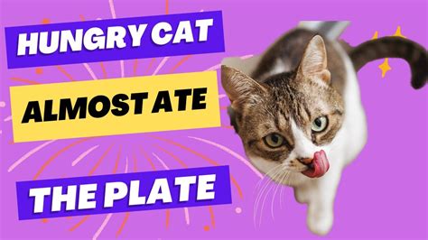 Hungry Cat Devouring Breakfast And Nearly Ate The Plate Youtube