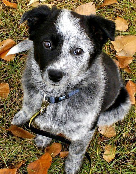 Puppies in dogs & puppies for sale. Australian Cattle Dog Puppies For Sale | San Antonio, TX ...