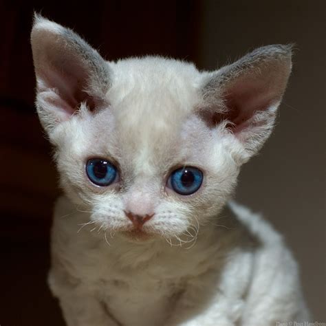 Devon Rex Kitten Devon Rex Cats Devon Rex Kittens Gorgeous Cats