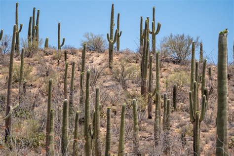 Group Of Saguaro Cactus In Saguaro National Park In The Sonoran Desert