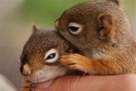 Baby Squirrel Wallpapers Top Free Baby Squirrel Backgrounds