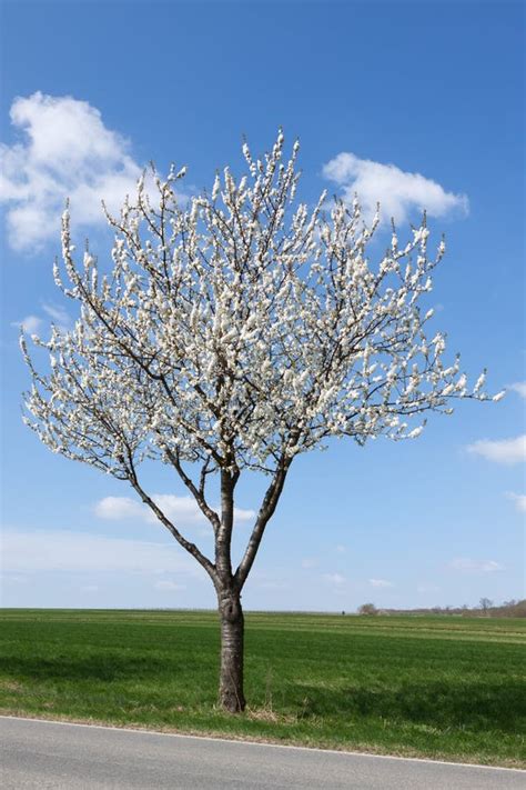 White Flowering Cherry Tree Stock Photo Image Of Flower Field 19347262