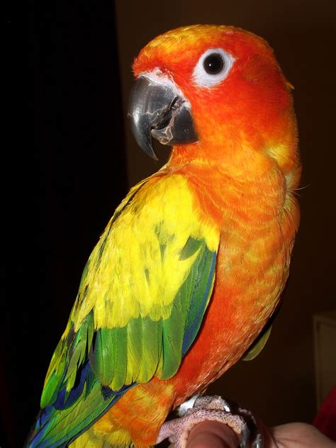 Perfect Rainbow Parrots Around The World Julian Odea