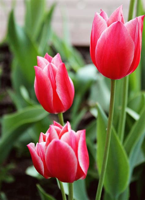 Tulips Spring Flowers Free Photo On Pixabay Pixabay