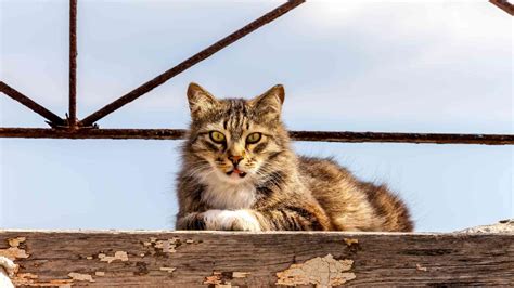 How To Catch And Trap Feral Cats The Cat Bandit Blog