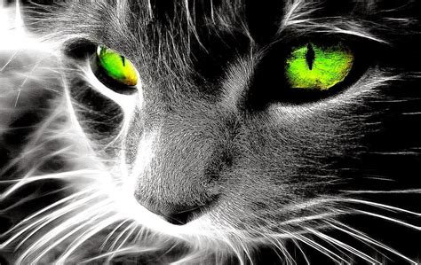 Cute Cat Green Eyes Wallpaper Hd All Hd Wallpapers