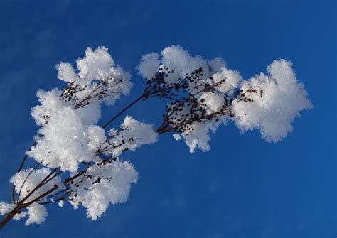 Snow Flower 1 Explored Anita Flickr