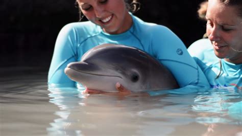 How Caring For A Baby Dolphins Dolphin Quest Bermuda Youtube