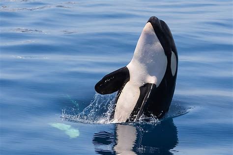 Killer Whale Facts Animals Of North America