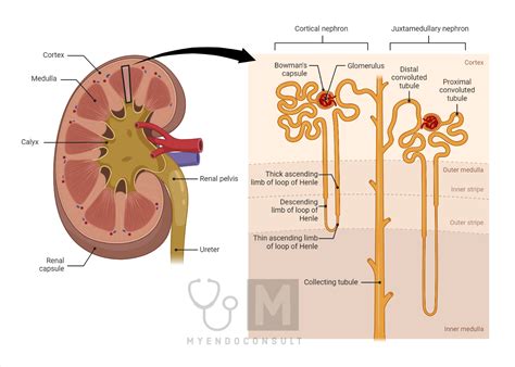 Anatomy And Physiology Of The Nephron My Endo Consult
