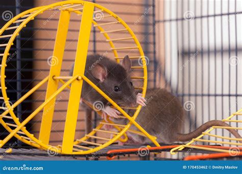 Domestic Rats In A Cage Stock Photo Image Of Cage Cute 170453462