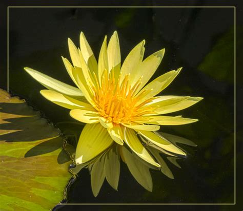 Yellow Water Lily Yellow Water Lily At Longwood Gardens 20 Flickr